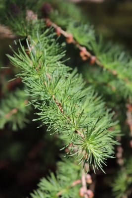 Larix kaempferi - modřín japonský - jehlice